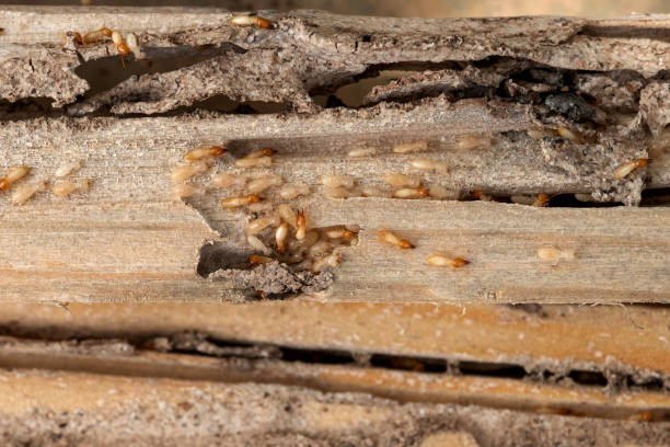 Best Pest Prevention Services  in Weston, FL